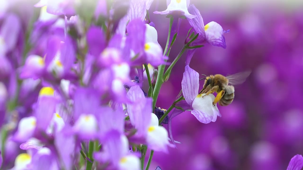 Close-up of a bee pollinating a purple wildflower in a vibrant spring meadow – symbolizing biodiversity, sustainability, and natural ecosystem balance